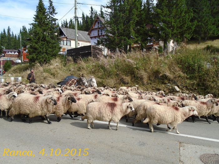 tx 076 transalpina ranca  04102015 - 2015_Transalpina_Manastiri