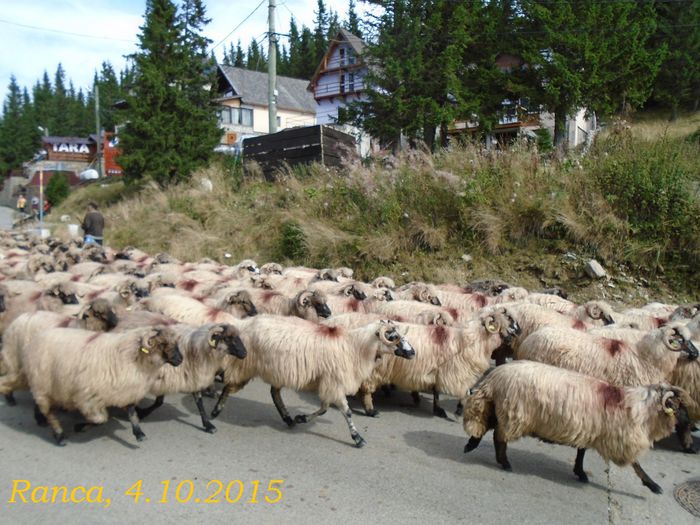 tx 079 transalpina ranca  04102015 - 2015_Transalpina_Manastiri