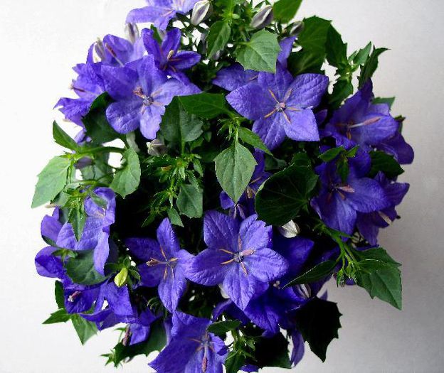 Campanula (poza net) - - 000-Plante pe care le doresc