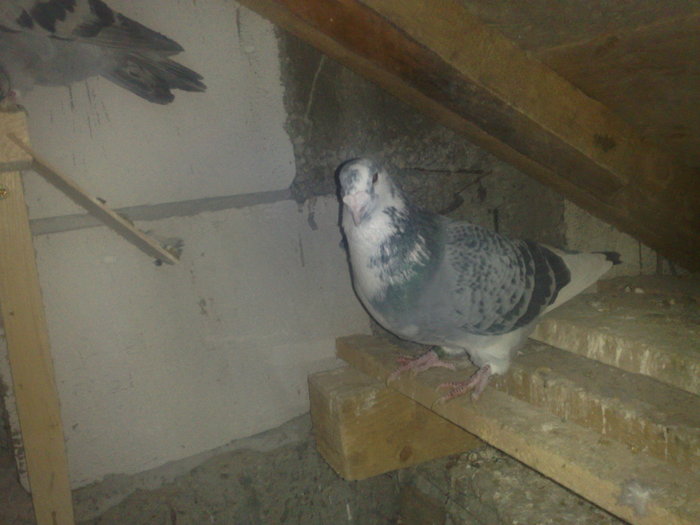 baltatul pereche frumusica