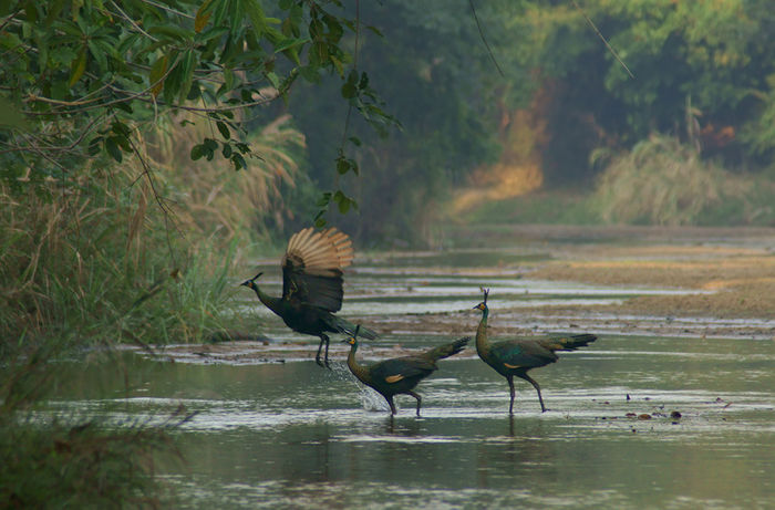  - paun verde salbatice in Thailanda