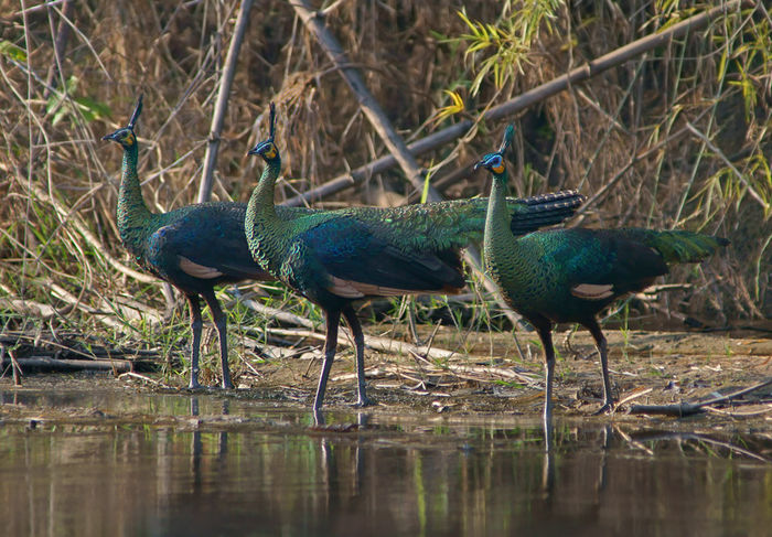  - paun verde salbatice in Thailanda