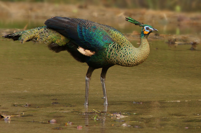  - paun verde salbatice in Thailanda