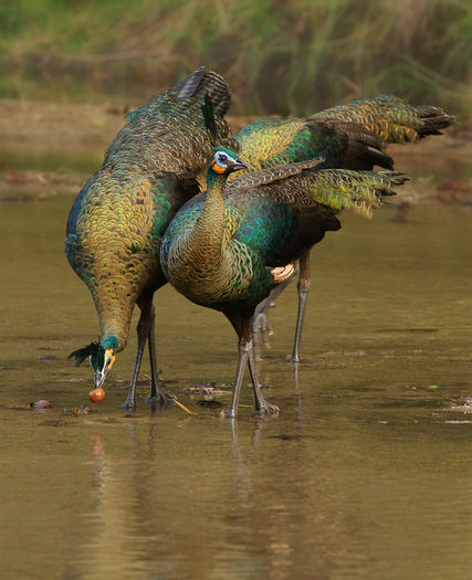  - paun verde salbatice in Thailanda