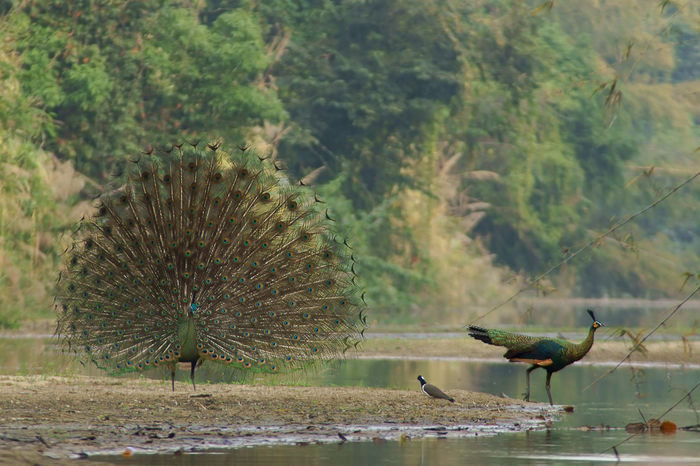  - paun verde salbatice in Thailanda