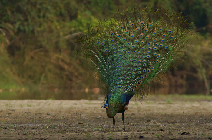  - paun verde salbatice in Thailanda