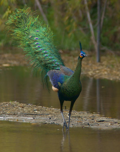  - paun verde salbatice in Thailanda