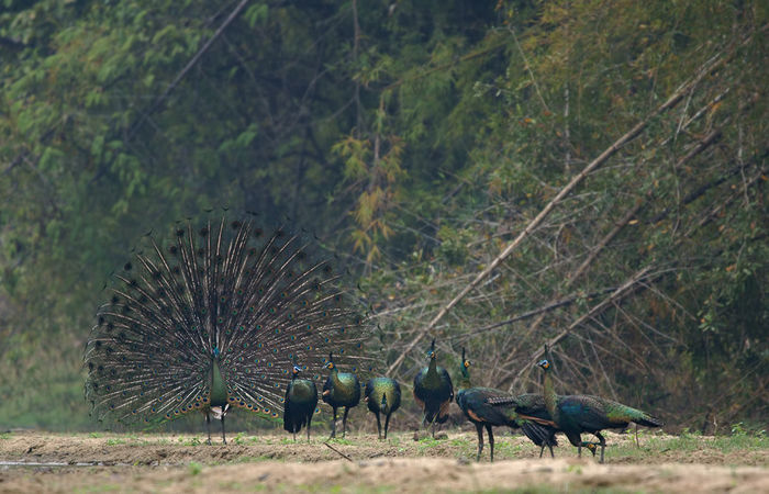  - paun verde salbatice in Thailanda