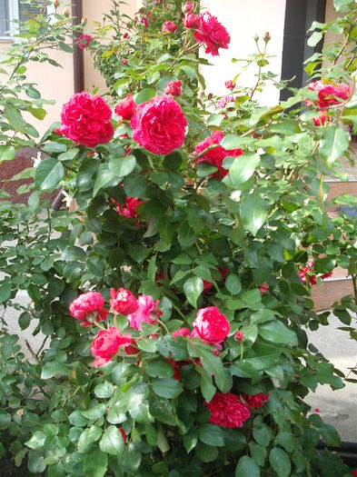 DSCF4669