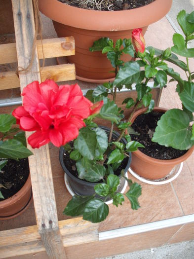 DSCF4655 - Hibiscusi