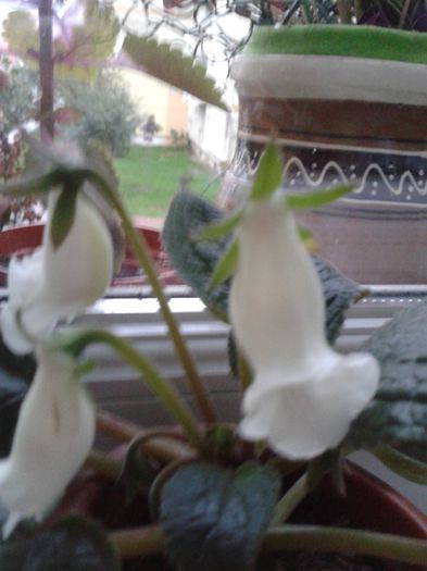 20151005_180050 - DOAMNA TOAMNA  IN BALCON