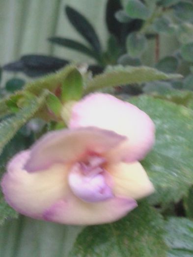 achimenes