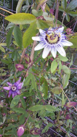 20151008_141607 - Passiflora