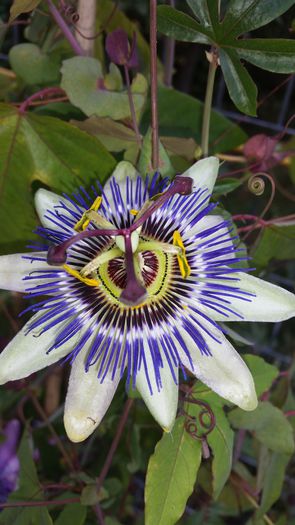 20151008_141600 - Passiflora