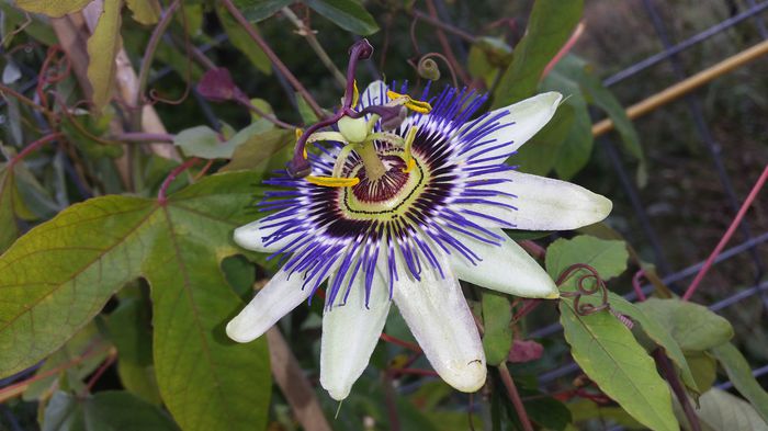 20151008_141614 - Passiflora