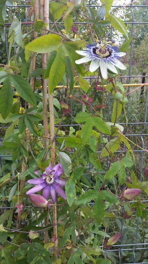 20151008_141552 - Passiflora