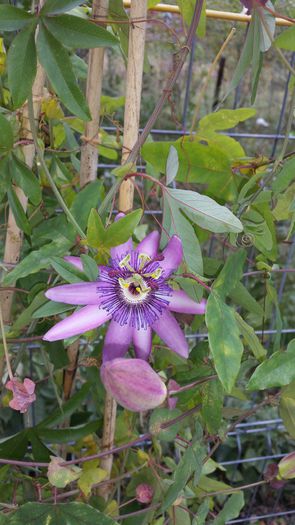 20151008_141621 - Passiflora
