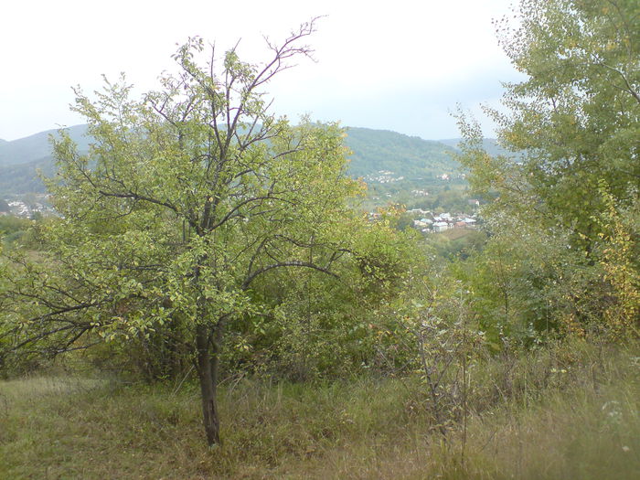 DSC00957 - Vaile noastre cu ape curgatoare