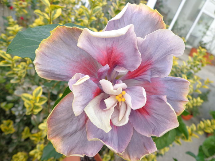 DSC00980 - HIBISCUS TIMELESS TREASURE