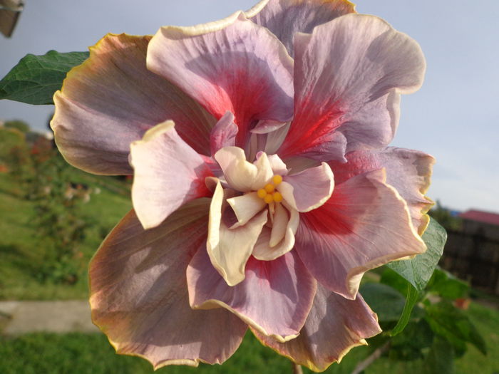 DSC01000 - HIBISCUS TIMELESS TREASURE