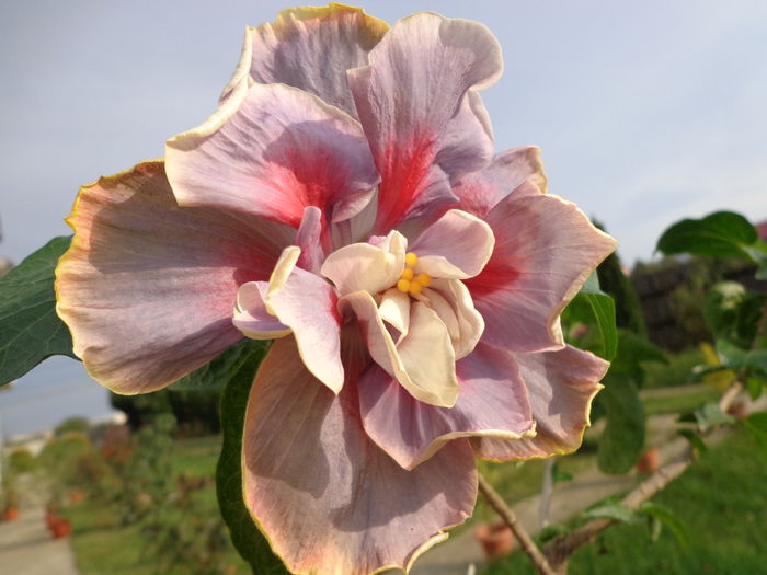 DSC01001 - HIBISCUS TIMELESS TREASURE