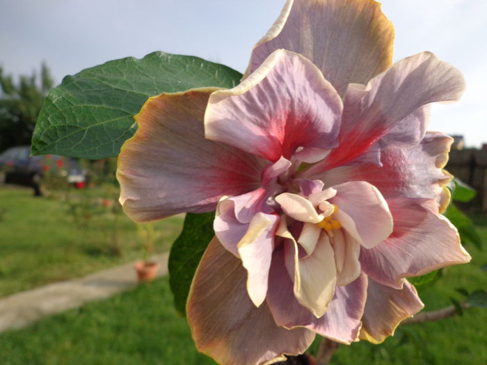 DSC00998 - HIBISCUS TIMELESS TREASURE