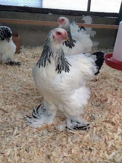 image - Tineret 2015