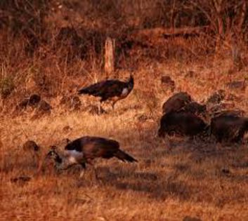 parcul  national giri-india