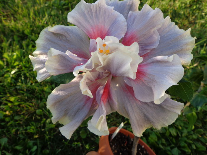 DSC01085 - HIBISCUS TIMELESS TREASURE