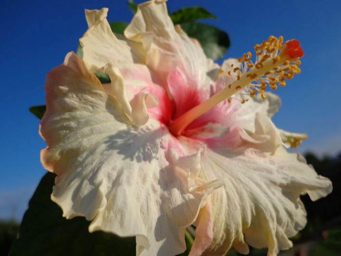 DSC01074 - HIBISCUS ZOEY