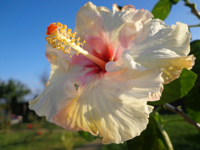 DSC01073 - HIBISCUS ZOEY