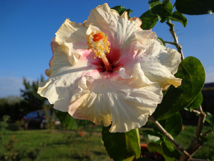 DSC01072 - HIBISCUS ZOEY