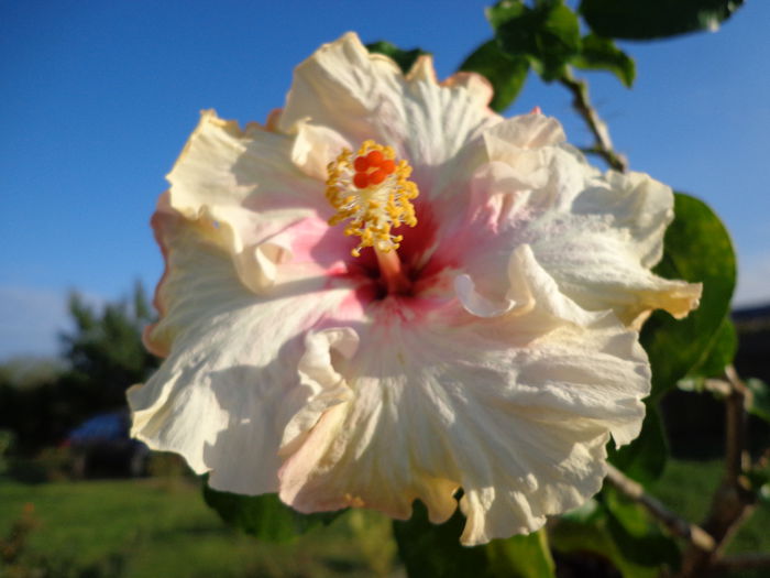 DSC01075 - HIBISCUS ZOEY