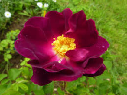 la belle sultane 2