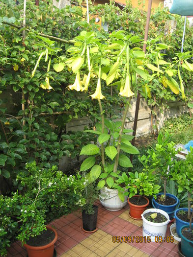Picture 4403 - 3 BRUGMANSIA