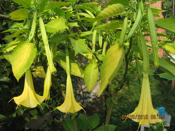 Picture 4404 - 3 BRUGMANSIA