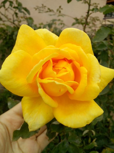 IMG_20151008_102716 - 0 TRANDAFIRI 2015