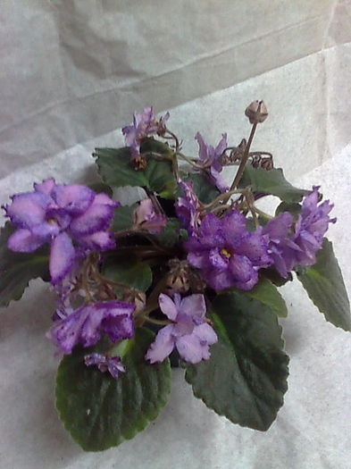 Imagine5228 - VIOLETE_A