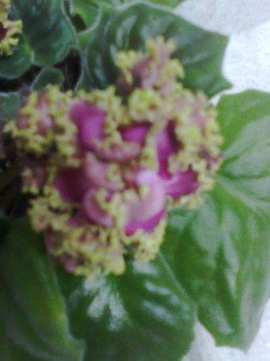 Imagine5214 - VIOLETE_A