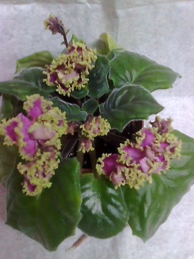 Imagine5213 - VIOLETE_A