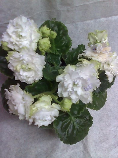 Imagine5207 - VIOLETE_A