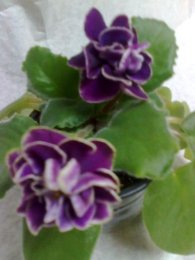 Imagine5204 - VIOLETE_A