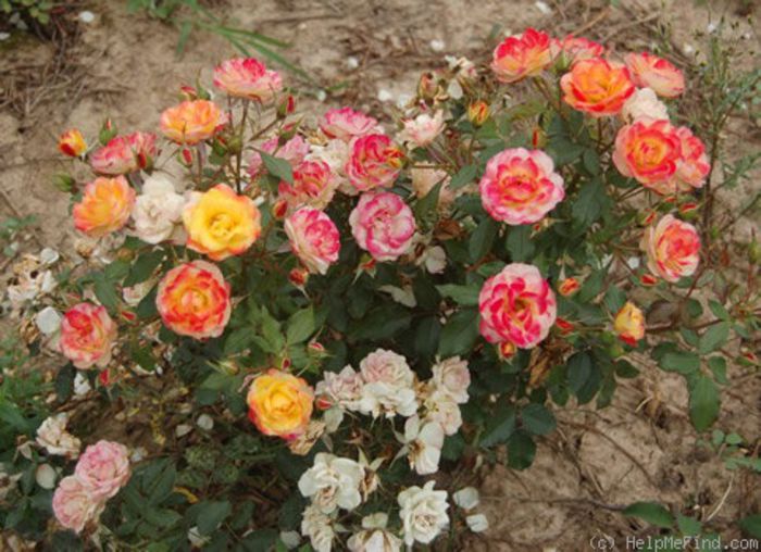 palatino - Trandafiri Laperiere