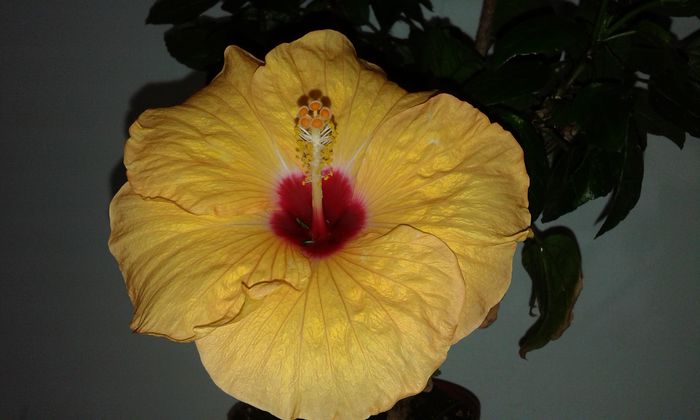 20151007_011322 - HIBISCUS 2015