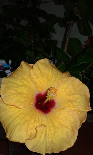 20151007_011250 - HIBISCUS 2015