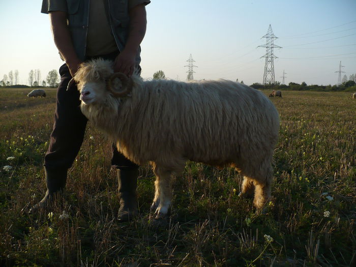 P1030984 - Turcane de Alba - Bale de Sugag