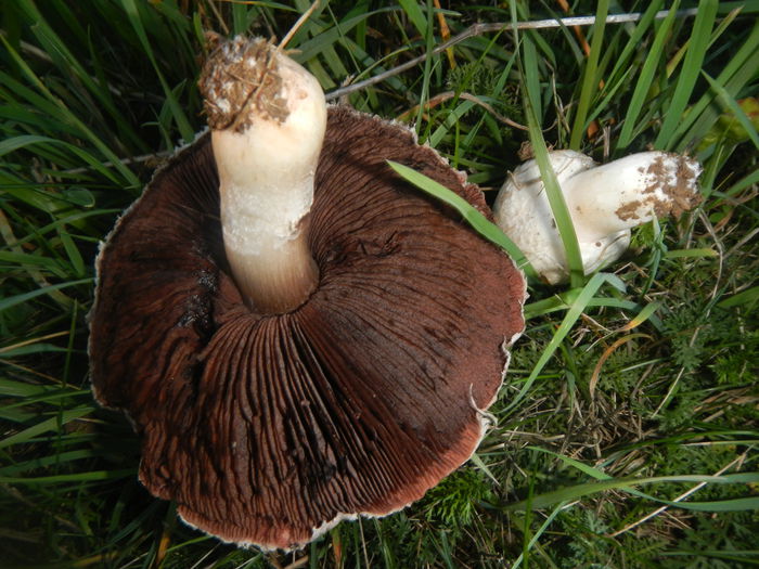 DSCN6401 - Agaricus bisporus - Ciuperca de balegar