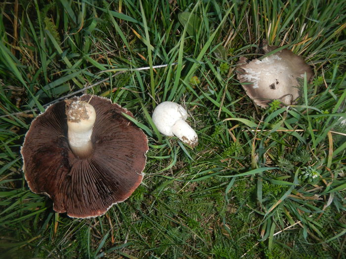 DSCN6402 - Agaricus bisporus - Ciuperca de balegar