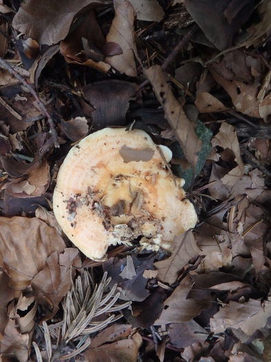 PA040256 - Lactarius salmonicolor