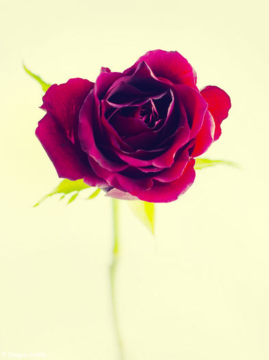 TRANDAFIR ROSE - Trandafirul comorii